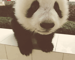 Baby GIF. Baby Gifs Kardashian Kendall jenner Kuwtk 