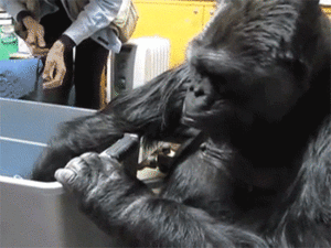 Baby GIF. Katten Liefde Baby Kat Gifs Aanbiddelijk Zoet 