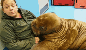 Baby GIF. Baby Gifs Voortvarend Chimpansee Rivier Animalsbeingdicks 