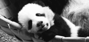 Baby GIF. Ballen Schattig Baby Kinderen Tv Gifs 