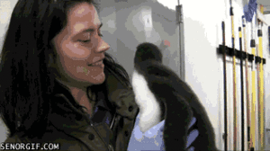 Baby GIF. Dieren Baby Gifs Hert Pudu 