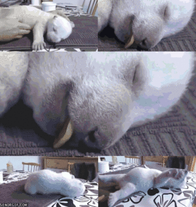 Baby GIF. Liefde Snoep Film Abbie Baby Tv Gifs Filmsterren Heath ledger Paar Paradijs Niet mijn Mijn liefde 