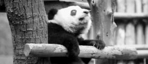 Baby GIF. Baby Engel Prinses Gifs Miss een Jia Gif: missen Ik bracht 80 jaar het verplaatsen 