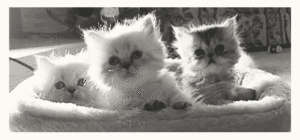 Baby GIF. Schattig Demi lovato Baby Gifs Mooi Lach Aw Schattig gif Lach gif Demi lovato gif Lova 