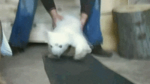 Baby GIF. Hockey Baby Gifs Overwinning Pingu&iuml;ns Yaaas 