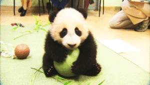 Baby GIF. Dieren Olifant Baby Gifs Dag 