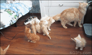 Baby GIF. Dieren Nachtmerrie Schattig Baby Kat Omhelzing Gifs Youtube S Slaap Katje Fotoset Et 