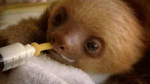 Baby GIF. Dieren Olifant Baby Gifs 