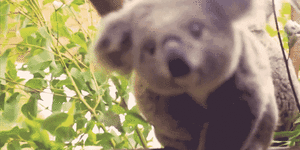 Baby GIF. Baby Gifs Vrolijkheid Blaine anderson 