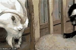 Baby GIF. Dieren Puppy Baby Gifs Springen Speels 