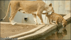 Olifant GIF. Bad Dieren Olifant Baby Gifs 