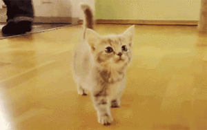Baby GIF. Bioscoop Baby Gifs 