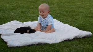 Honden GIF. Dieren Spelen Puppy Baby Gifs Hond Springen 