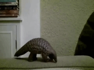 Baby GIF. Baby Gifs Eend Eendje 
