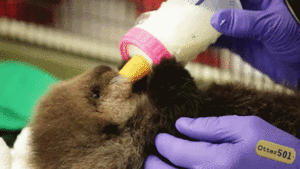 Baby GIF. Dieren Leeuwen Afrika Natuur Wild Baby Giraffe Gifs Dier Baby&amp;#39;s Kalf 