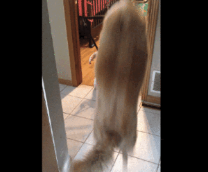 Baby GIF. Baby New york Gifs Tumblr Fotografie Foto Lindo Alvorens 
