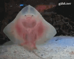 Baby GIF. Baby Gifs Voortvarend Chimpansee Rivier Animalsbeingdicks 