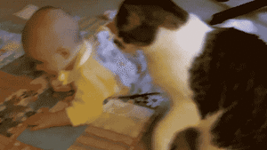 Baby GIF. Baby Eekhoorn Gifs 