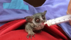 Baby GIF. Dieren Baby Verpleging Gifs Voeden 