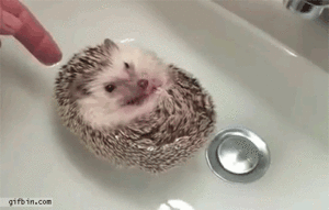 Baby GIF. Dieren Baby Gifs Hond Wandelaar 