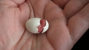 Baby GIF. Schattig Demi lovato Baby Gifs Mooi Lach Aw Schattig gif Lach gif Demi lovato gif Lova 