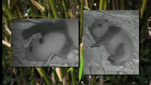Baby GIF. Baby Gifs Wtf Trap Mijn planeet heeft me nodig Ik moet gaan 