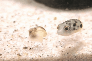 Baby GIF. Baby Kisses Gifs 