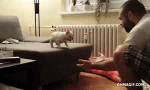 Honden GIF. Dieren Bulldog Puppy Baby Geloof Frans Gifs Hond  Jumping Gemengd Sprong Groeien Vertrouwen 