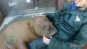 Baby GIF. Dieren Baby Walrus Gifs 