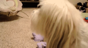 Baby GIF. Dieren Baby Leeuw Gifs Partij Zo hongerig Hes slechts een kleine zebra Leeuw probeert bab 