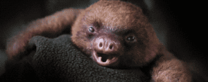 Baby GIF. Bang Baby Zwembad Gifs Bange 