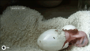 Baby GIF. Grappig Baby Gifs Wtf Haha Zuigeling Grappig s Lol s Haha s Wtf s De baby s 