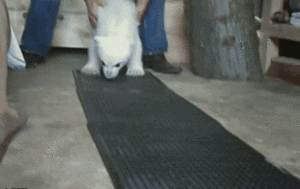 Baby GIF. Baby Gifs Parken en rec 
