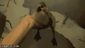 Baby GIF. Dieren Schattig Baby Egel Gifs Gapende Geeuw Buikkriebels 