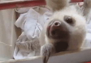Baby GIF. Baby Skateboarden Gifs Skateboard 