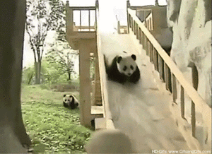 Baby GIF. Sport Baby Gifs Super bowl Seahawks 