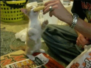 Baby GIF. Puppy Baby Gifs Dit is zo leuk ik kon kotsen Desty Scissorsafely Lol ik haat niet wetend w 