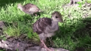 Baby GIF. Dieren Schattig Baby Egel Gifs Geeuw 