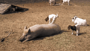 Baby GIF. Baby Star trek Gifs  Zoet Star trek into darkness Jim kirk Captain kirk James kirk Idst 