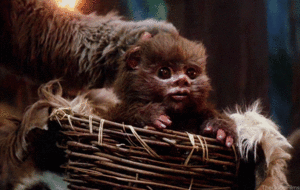 Baby GIF. Dieren Olifant Baby Kus Gifs 