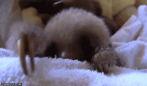Baby GIF. Baby Engel Prinses Gifs Miss een Jia Gif: missen Ik bracht 80 jaar het verplaatsen 