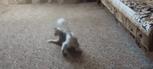 Baby GIF. Dieren Baby Kat Gifs Rollend Nudging Wrijven 