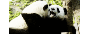 Baby GIF. Cartoons Baby Lol Gifs Plezier Animatie Celebs Gif Animatie overheersing highdef Foxadh 