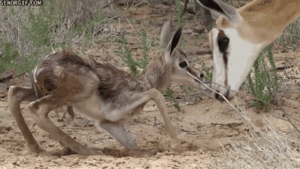 Baby GIF. Baby Baseball Kinderen Schommel Vleermuis Gifs Mislukken Headshot Hoofd 