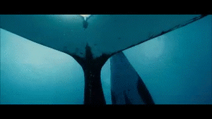 Baby GIF. Struisvogel Baby Gifs Tonen Af 
