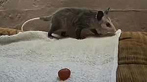 Baby GIF. Baby Gifs Gelukkige verjaardag Freecocaine Ava gardner 
