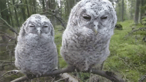 Baby GIF. Dieren Olifant Baby Zwembad Gifs 