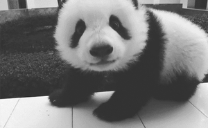 Baby GIF. Baby Gifs 