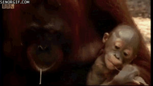 Baby GIF. Baby Gifs Zeeschildpad Aanbiddelijk De mijne Cutie Doorboren de sluier Tony perry Dansfe 