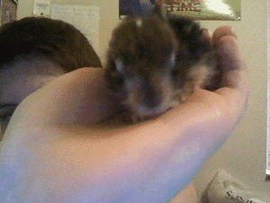Baby GIF. Baby Engel Prinses Gifs Miss een Jia Gif: missen Ik bracht 80 jaar het verplaatsen 